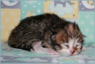 Female Siberian Kitten from Deedlebug Siberians